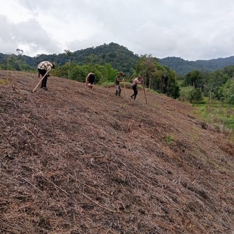 proses penanaman jagung manis